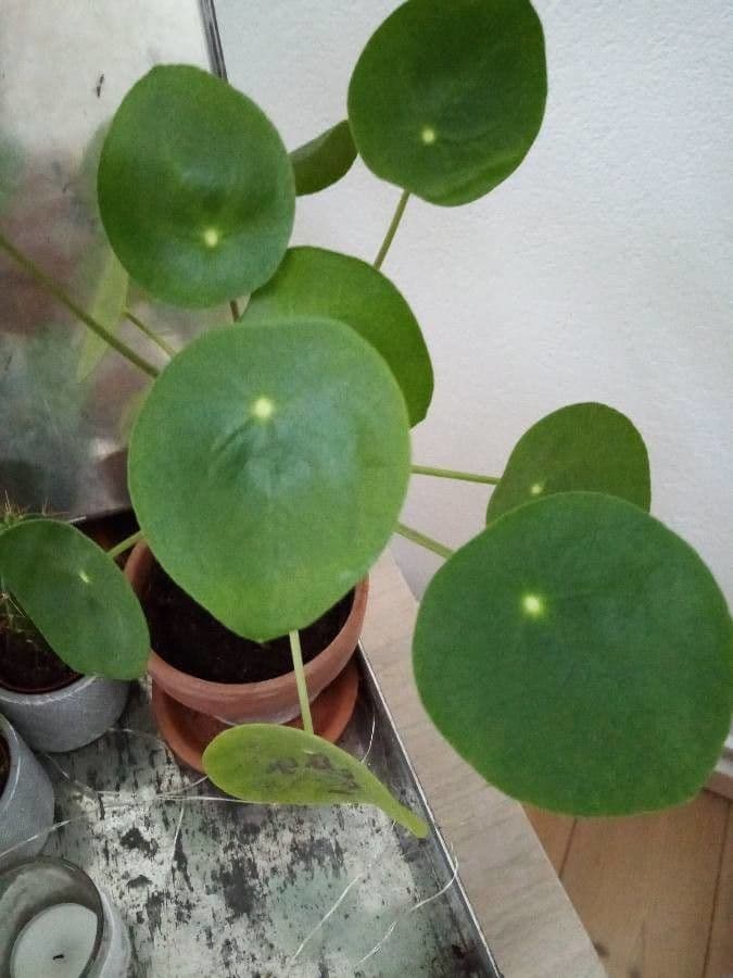Chinesischer Geldbaum 5