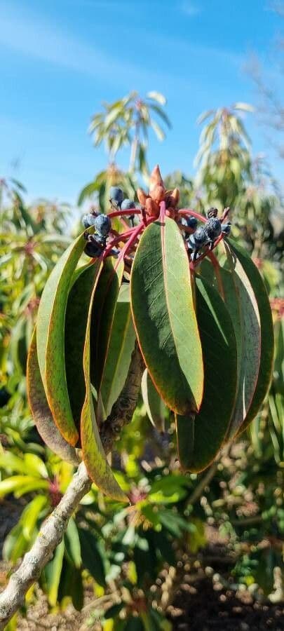 Daphniphyllum 13