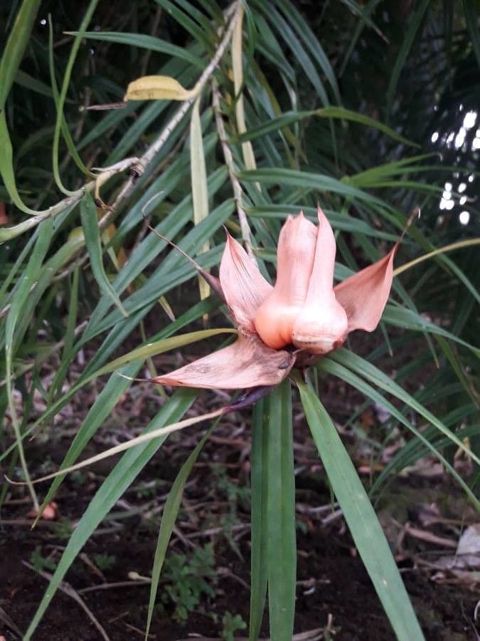 Freycinetia 6