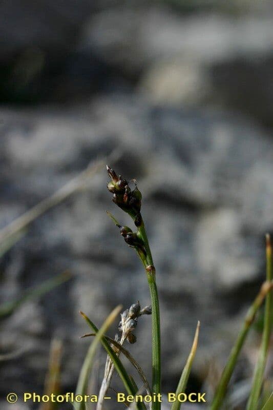 Carice glaciale 13