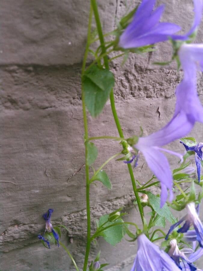 Kriechende Glockenblume 19
