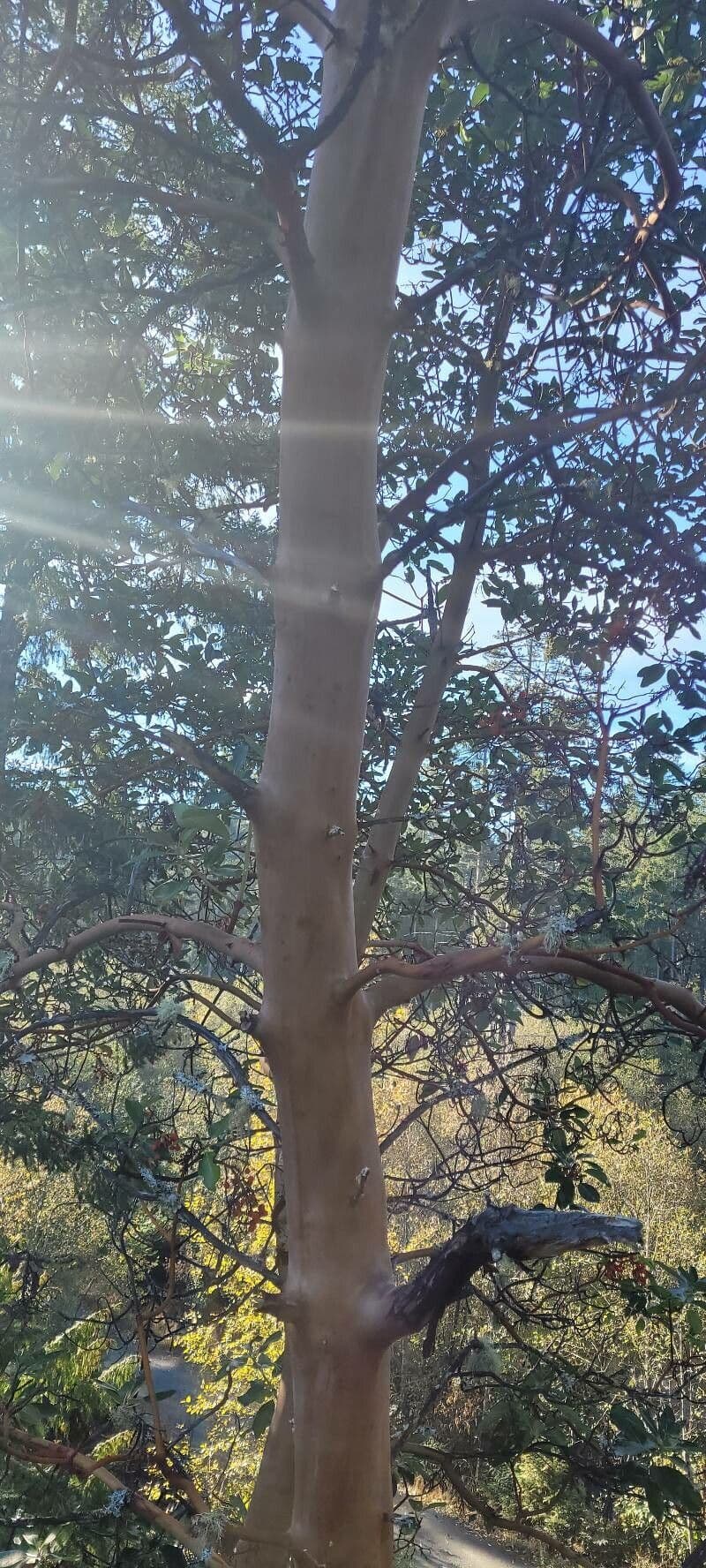 Arbutus menziesii 23