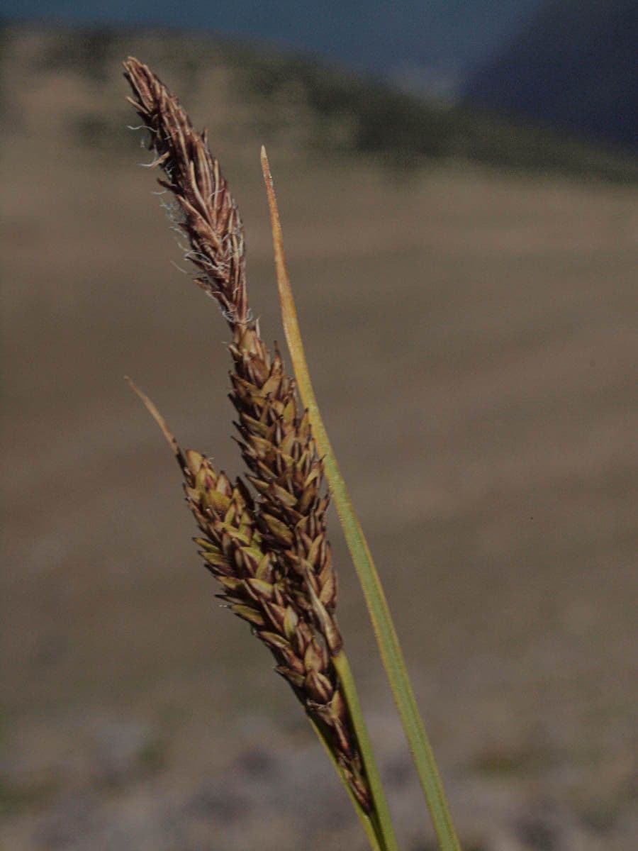 Carice spectabilis 3