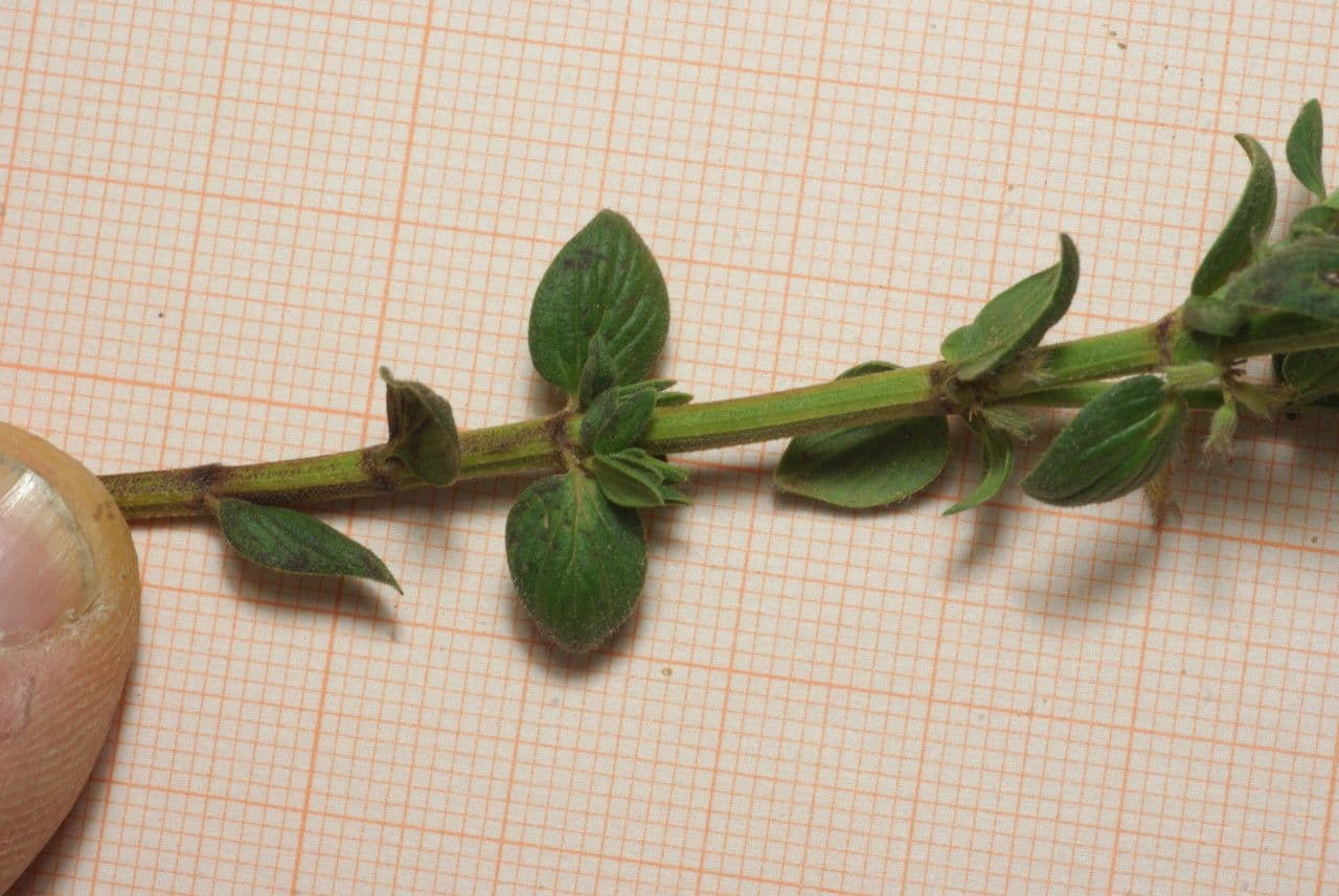 Micromeria 9