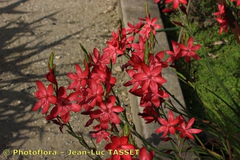 Hesperantha 8
