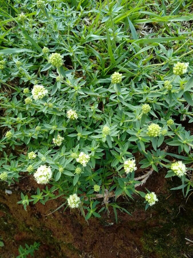Spermacoce verticillata