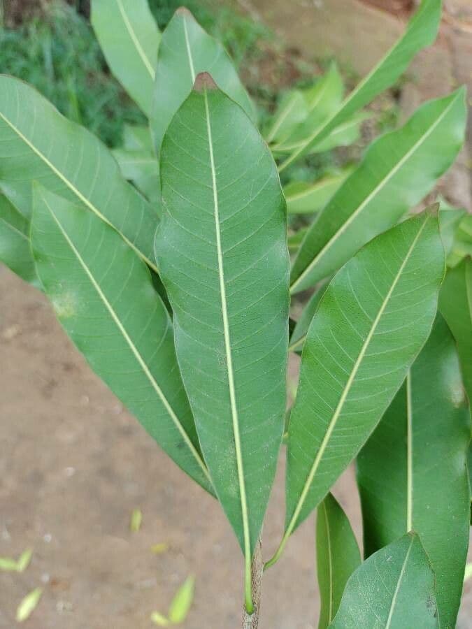 Zlatoplod gonokarpový 2