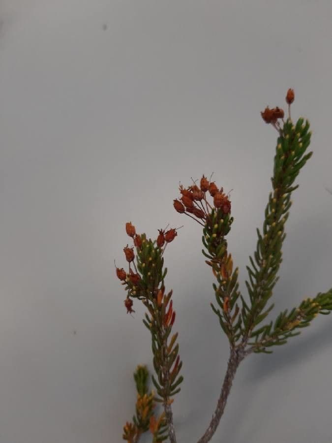 Erica multiflora 21