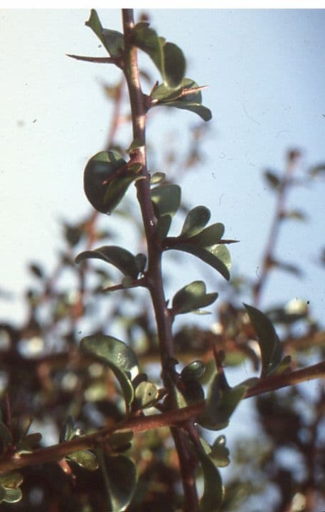 Argan 27
