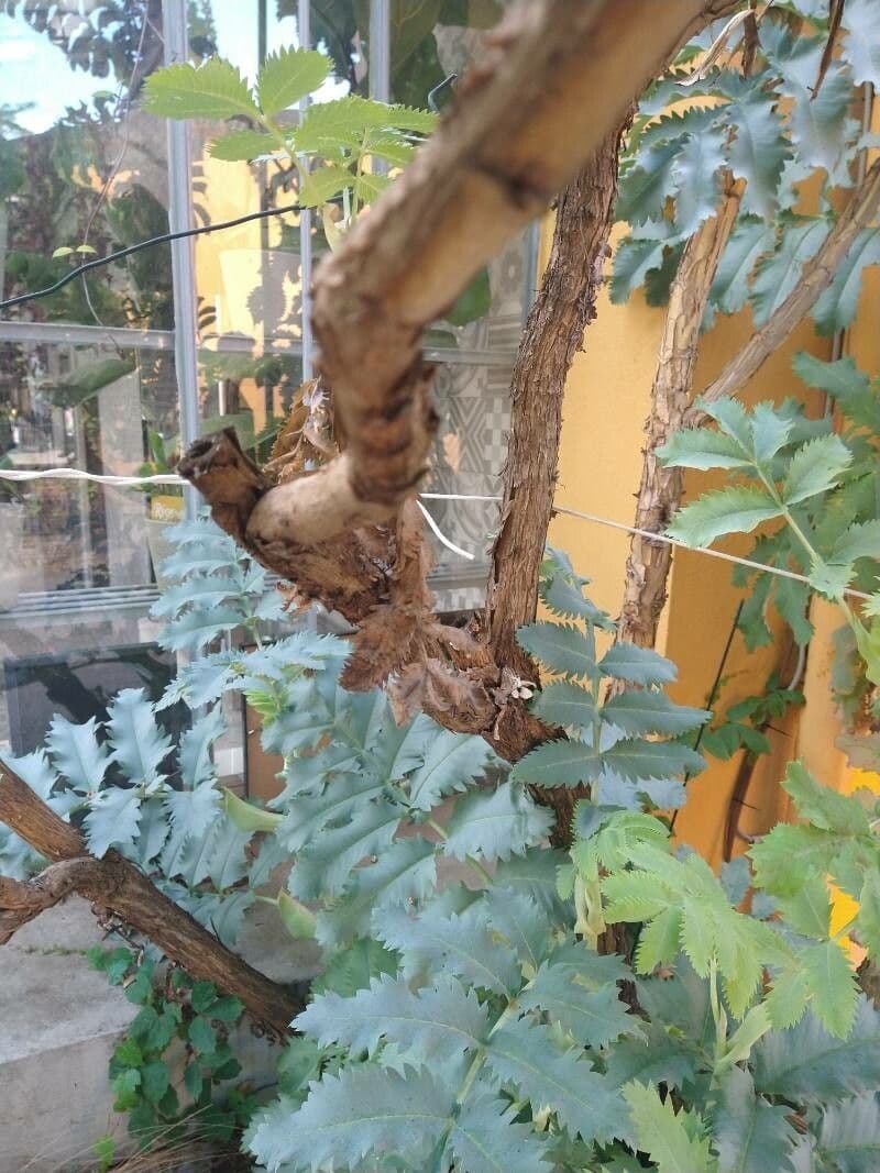Melianthus maggiore 22