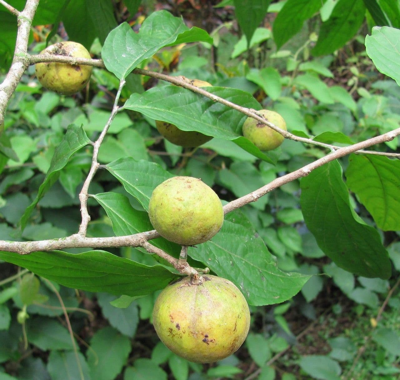 Casearia 4