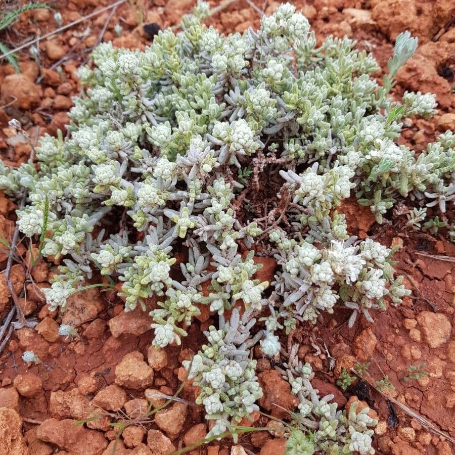 Teucrium 7