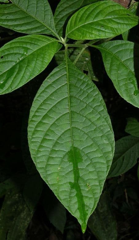 Ruellia 7