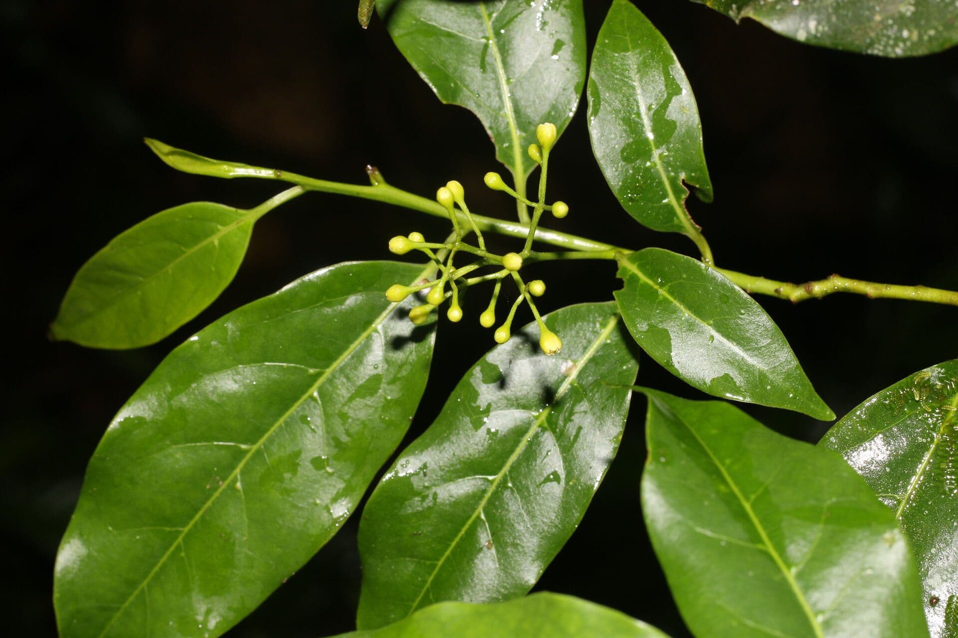 Ocotea 6