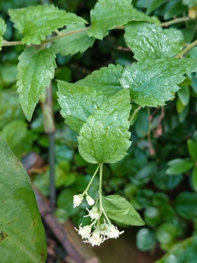 Baccharis 2