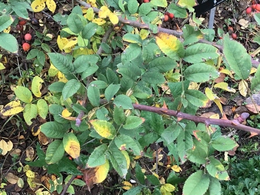Rosa rugosa 9