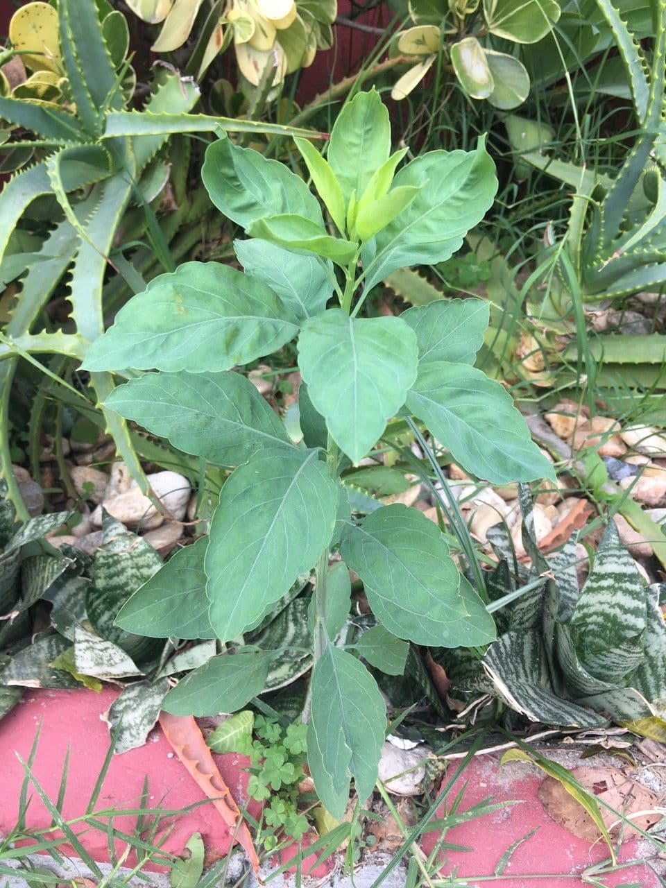 Cilantro de monte 18