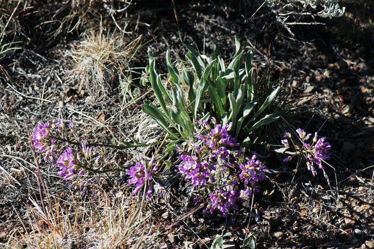 Phoenicaulis 8