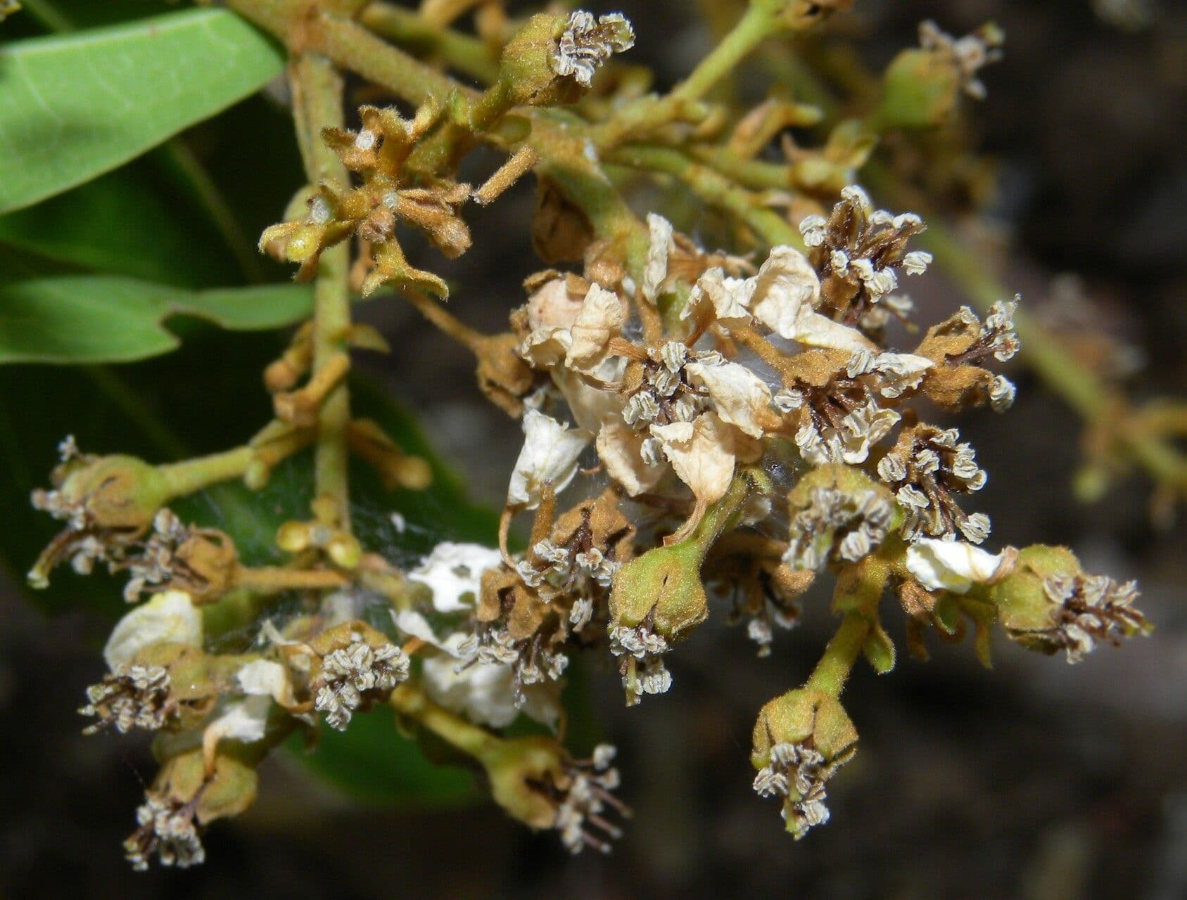 Heteropterys 4