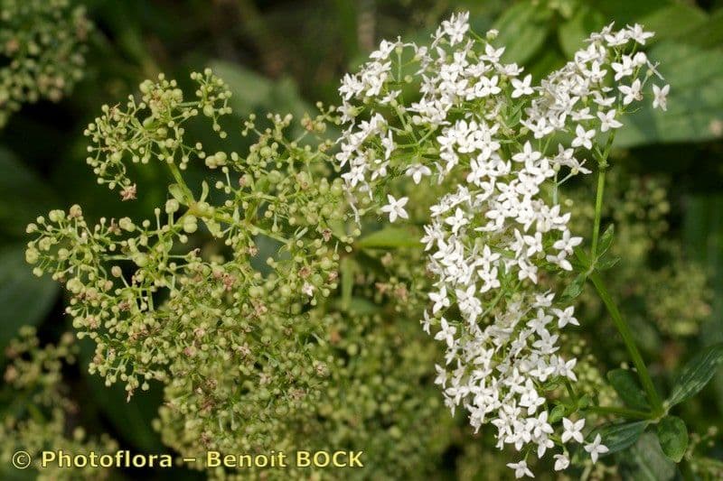 Przytulia rubioides 4