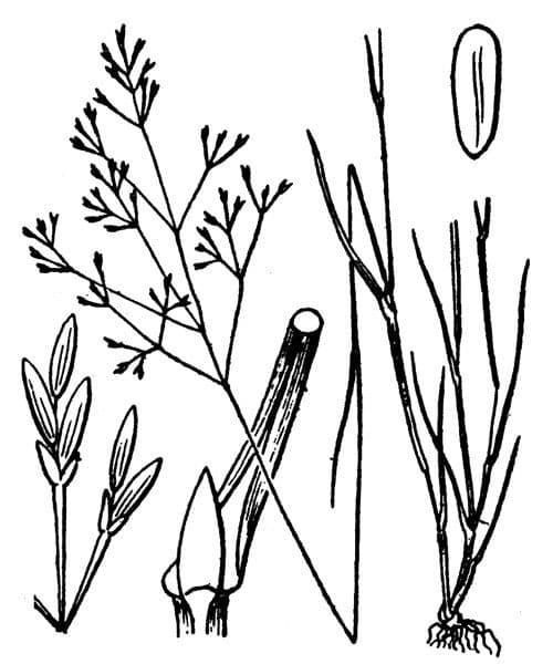 Sphenopus divaricatus 15