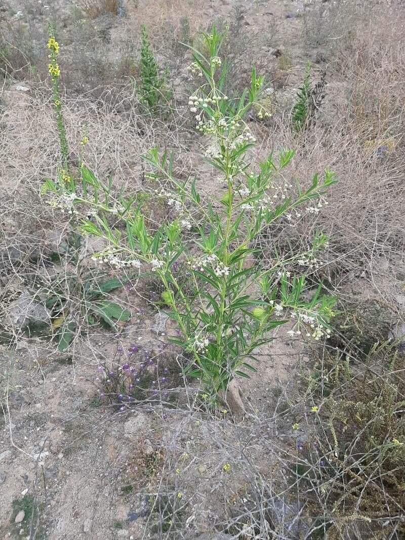 Gomphocarpus 11