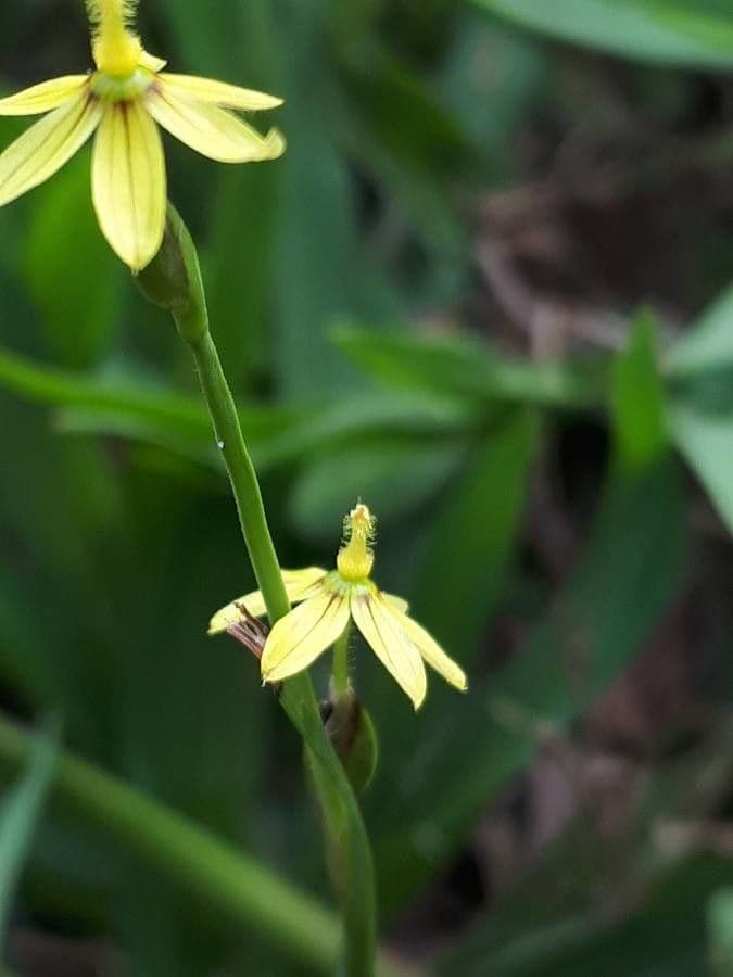 Sisyrinchium 3