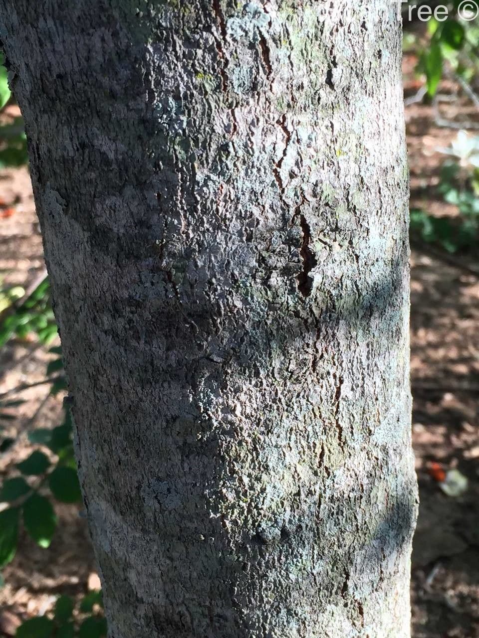 Garcinia livingstonei 18