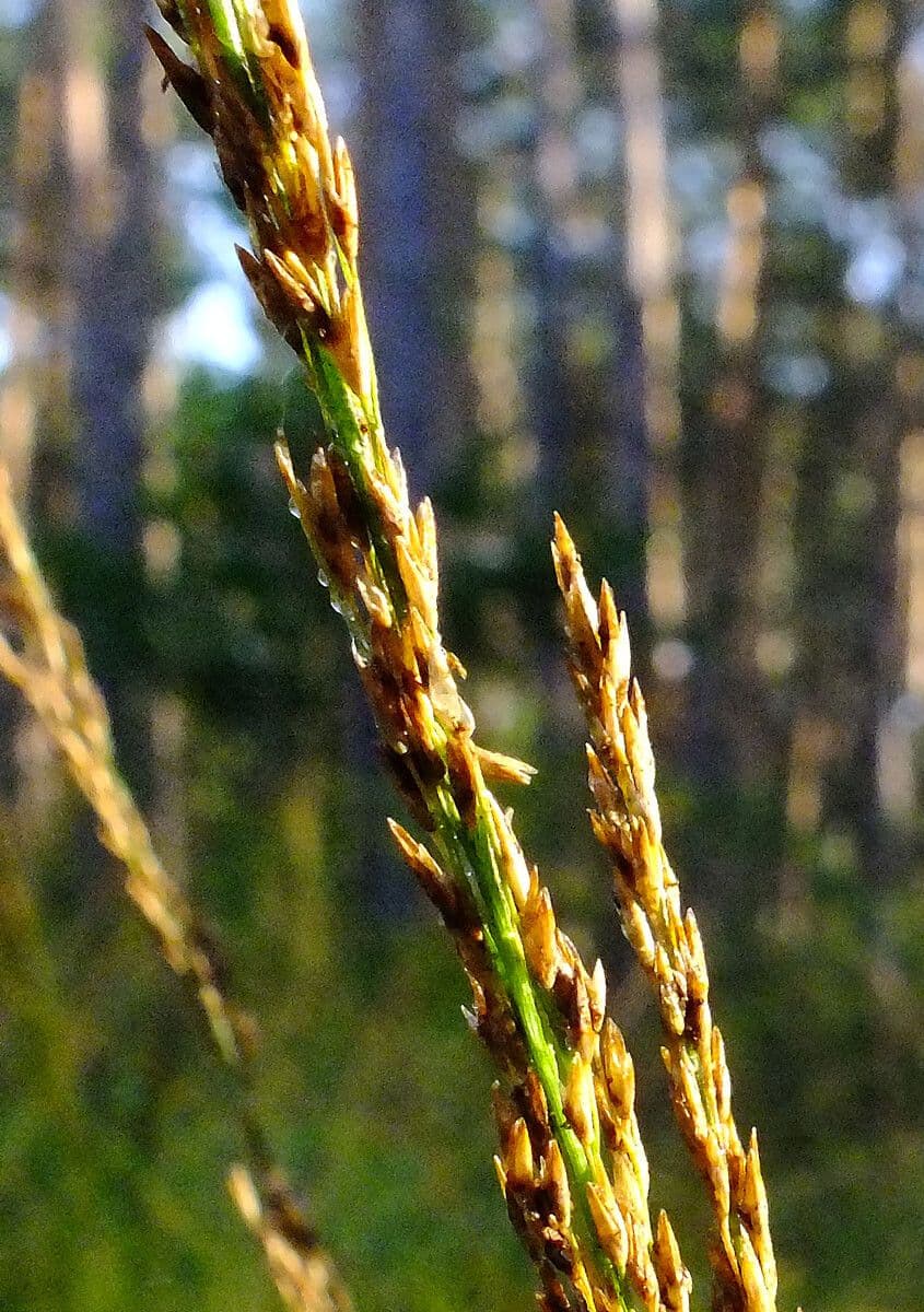Molinia 5