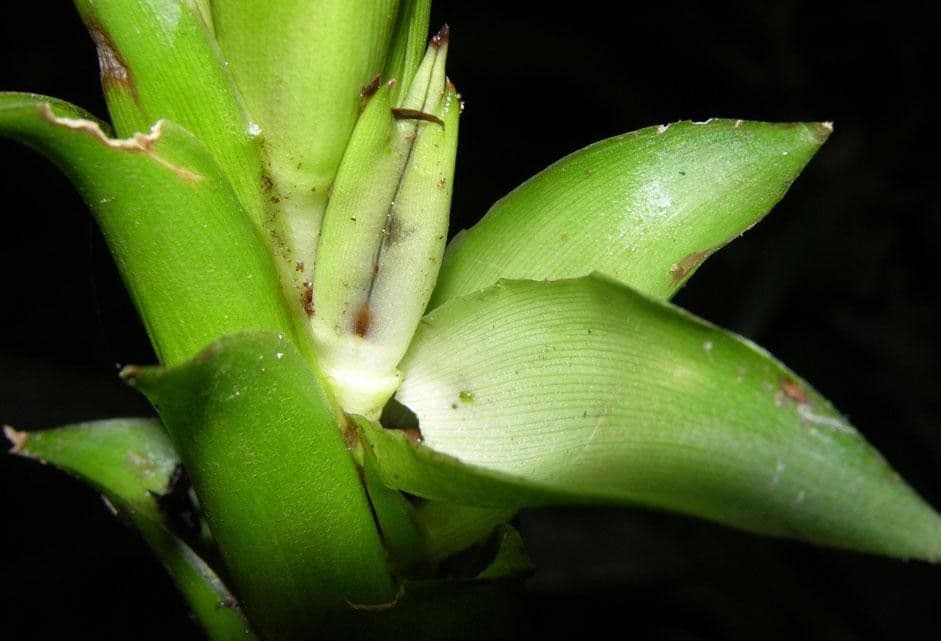 Pitcairnia 12
