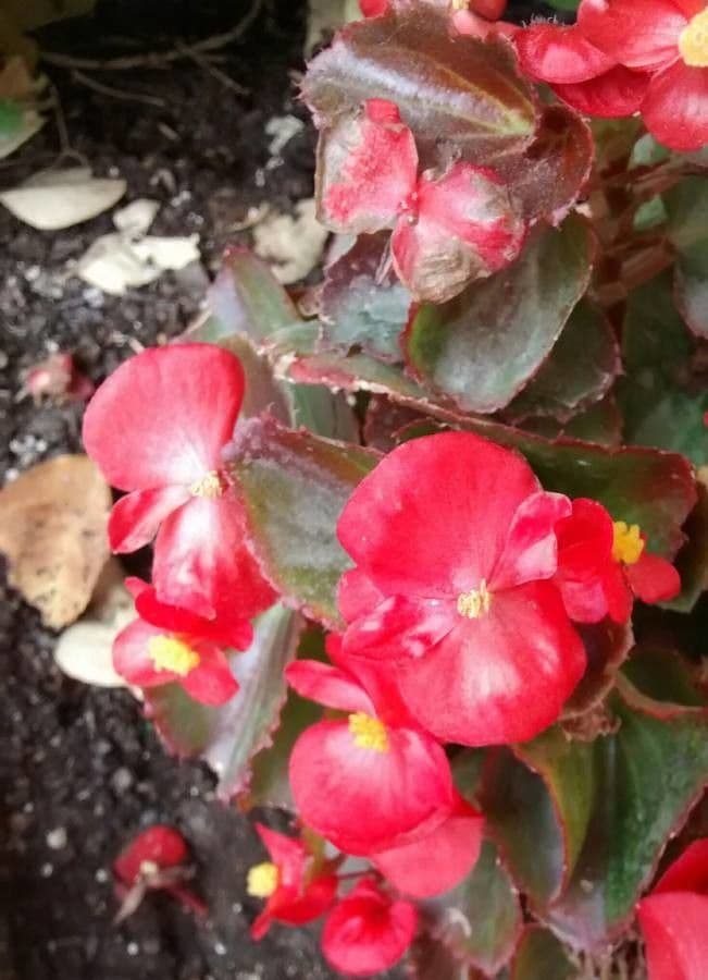 Begonia cucullata 10