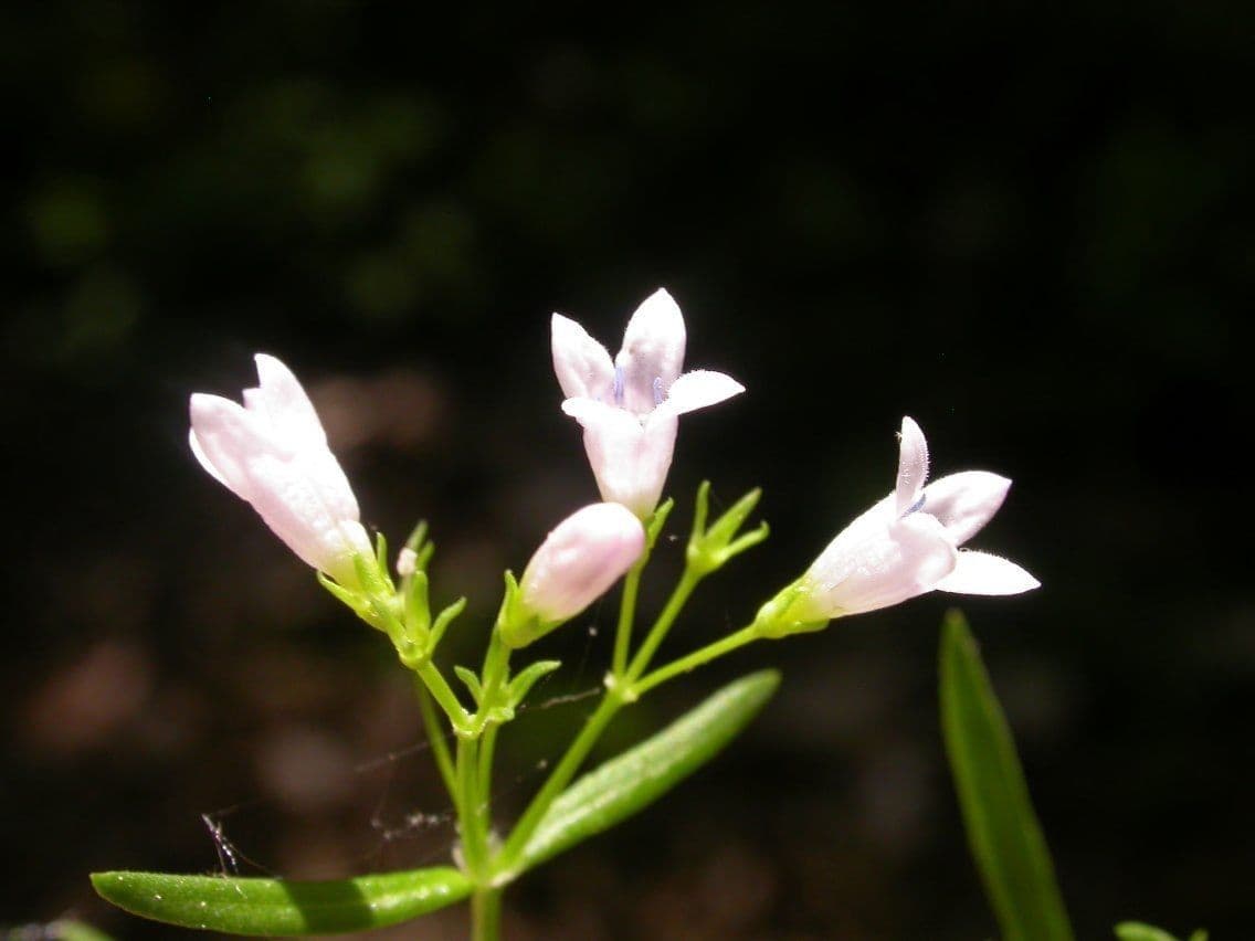 Langblättriges Sommerblühen 4