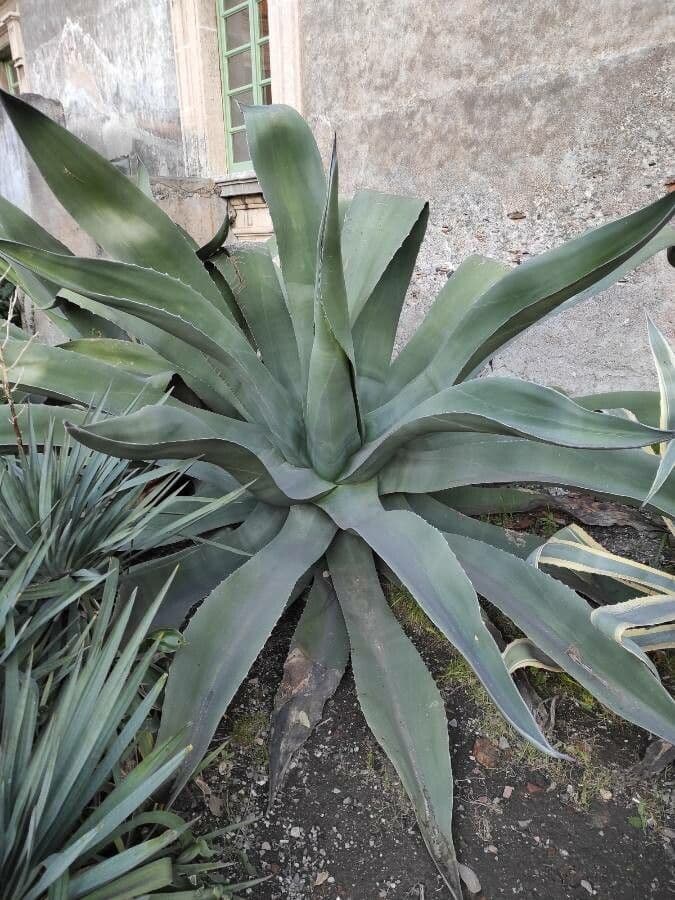 Agave pulquera 8