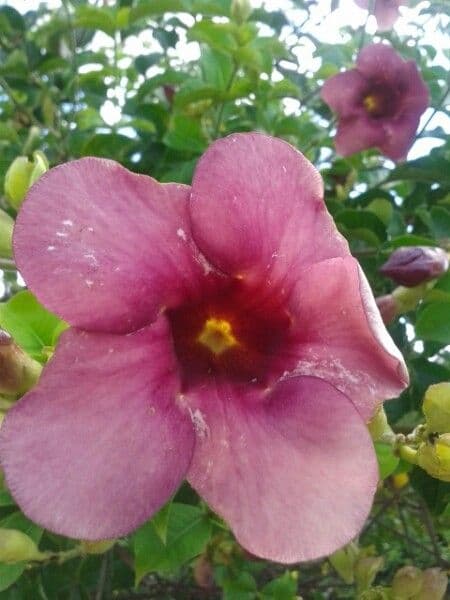 Allamanda viola 9