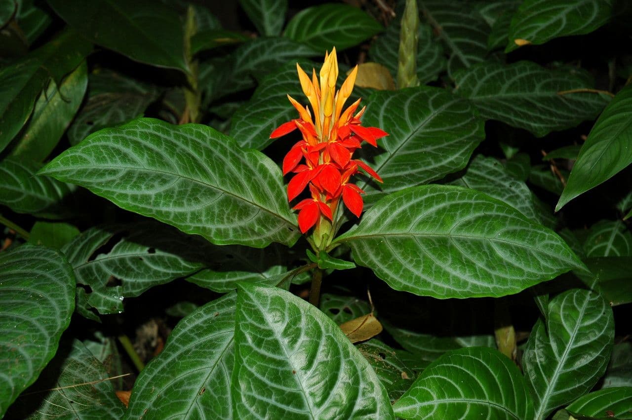 Aphelandra aurantiaca 6