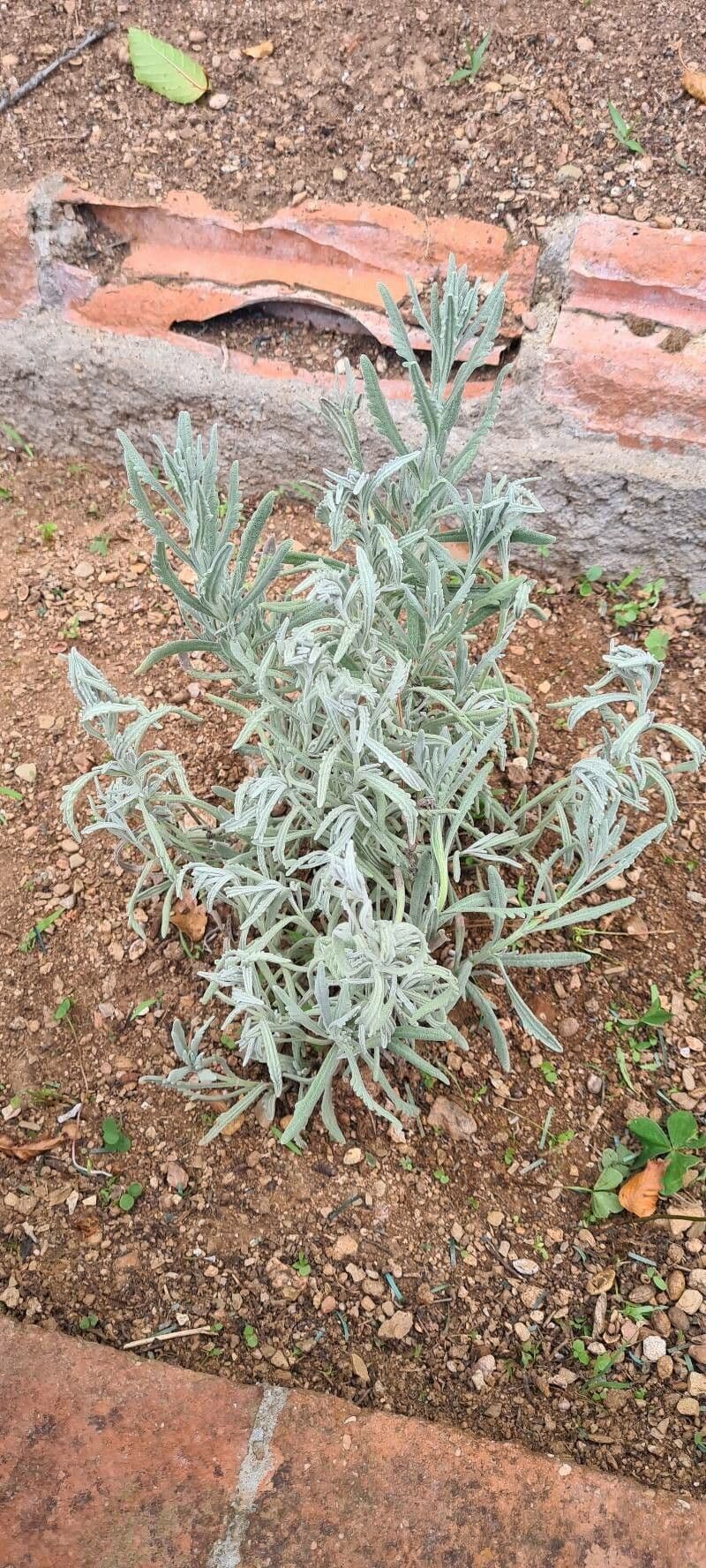 Lavanda dentata 3
