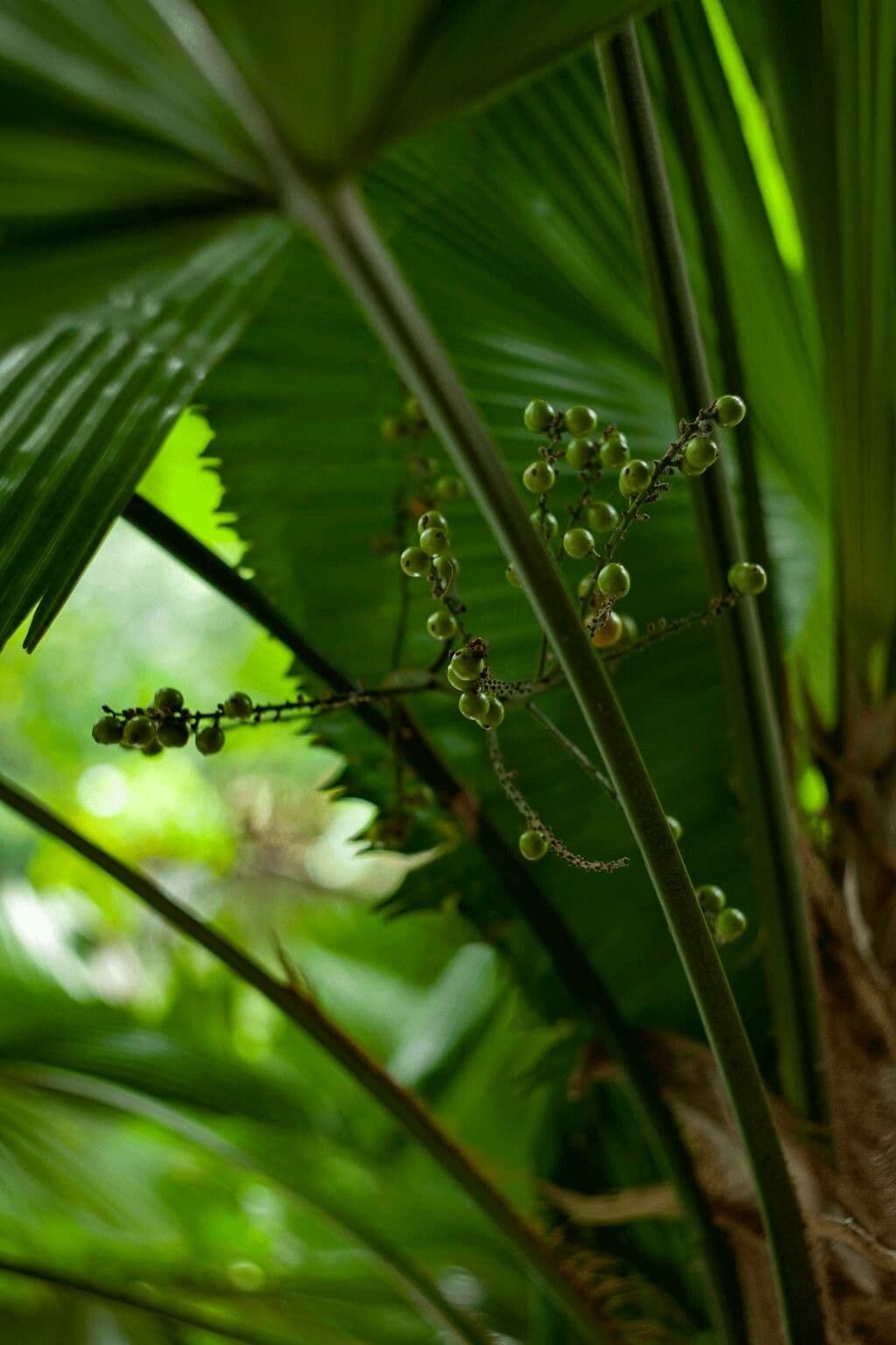 Palma a ventaglio di Vanuatu 5