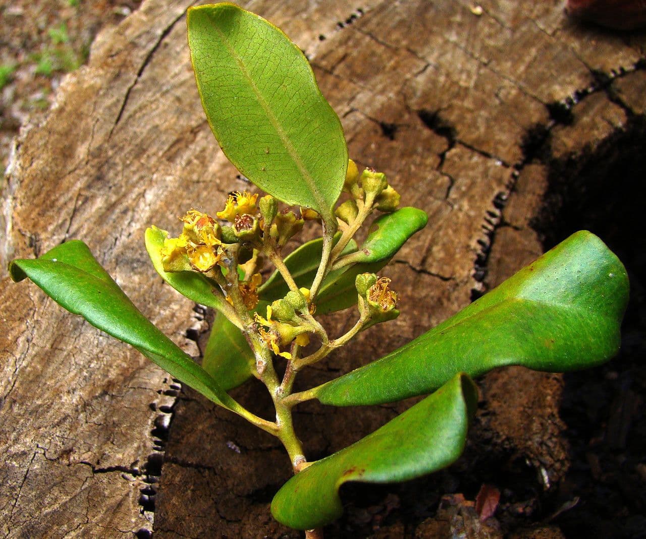 Tristaniopsis 4
