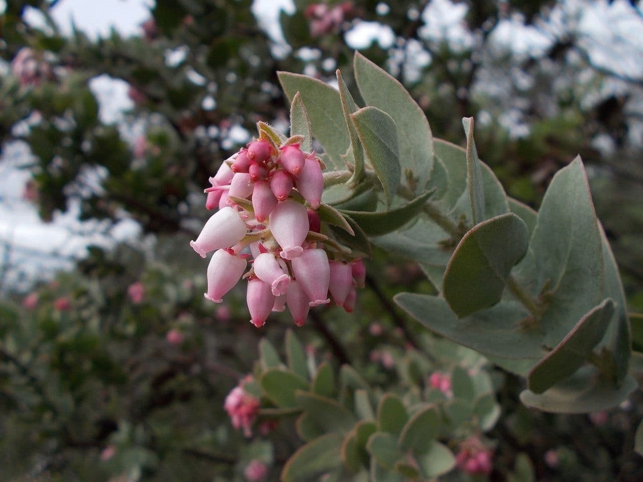 Arctostaphylos 2