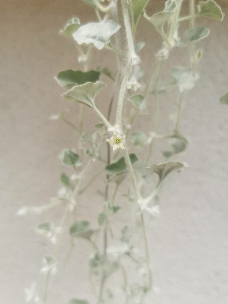 Dichondra argentea 2