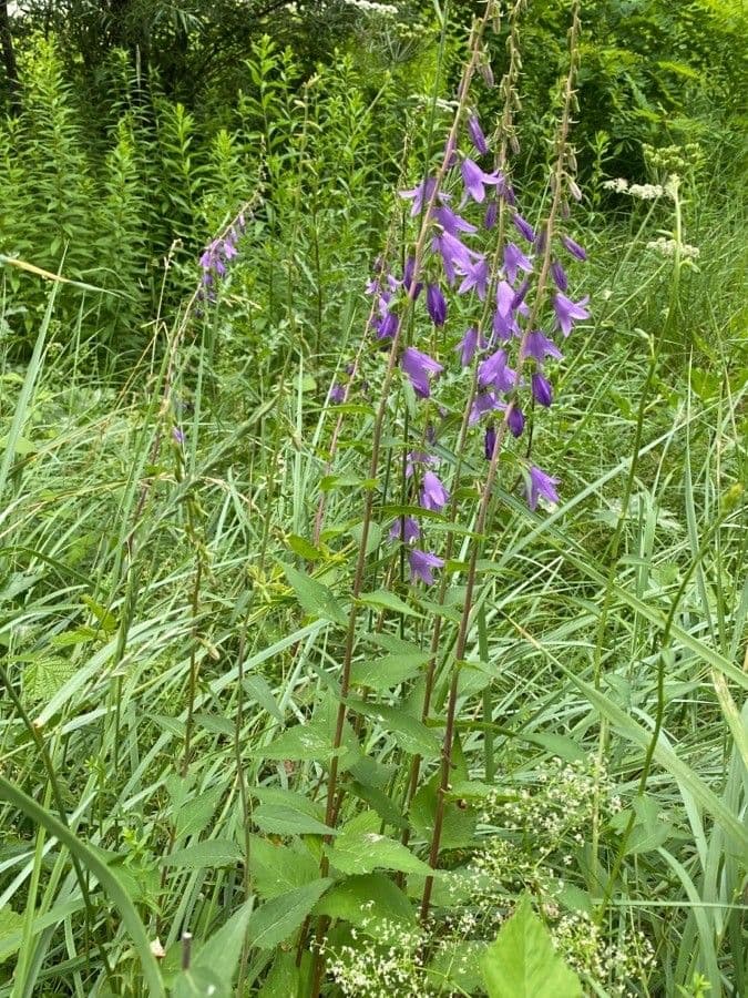Acker-Glockenblume 13