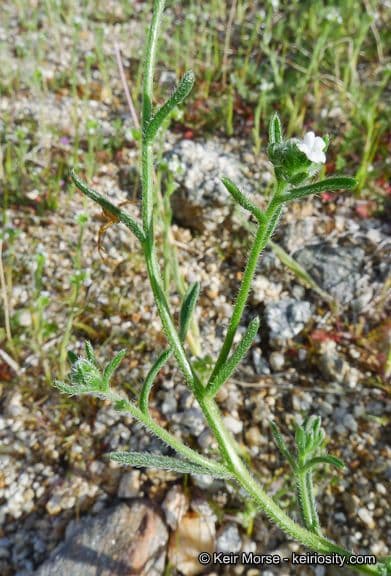 Cryptantha pterocarya 10