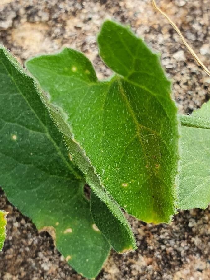 Cetriolo puzzolente 3