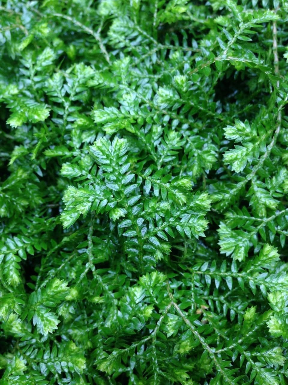 Schmalblättriger Moosfarn 6