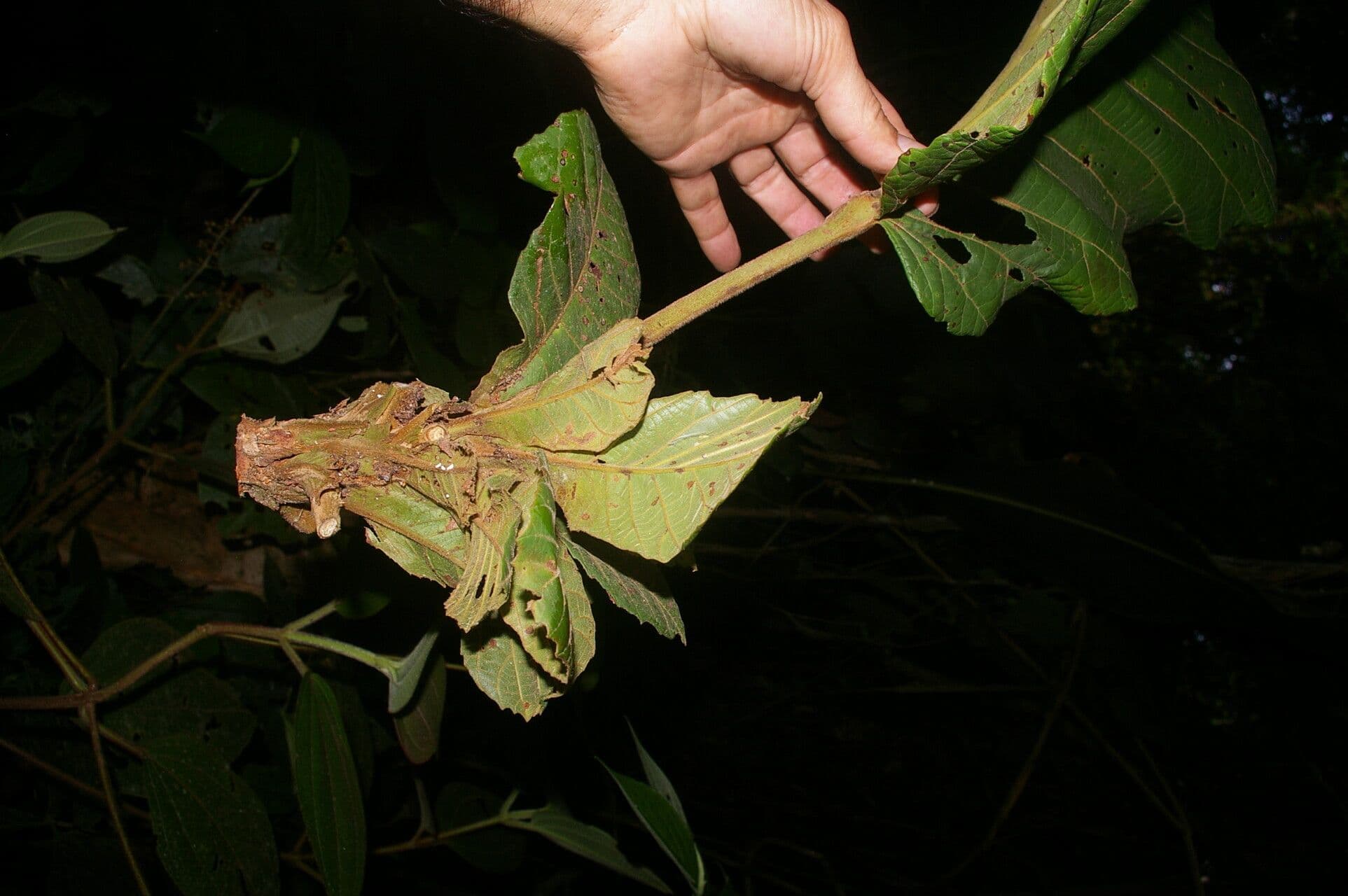 Sloanea