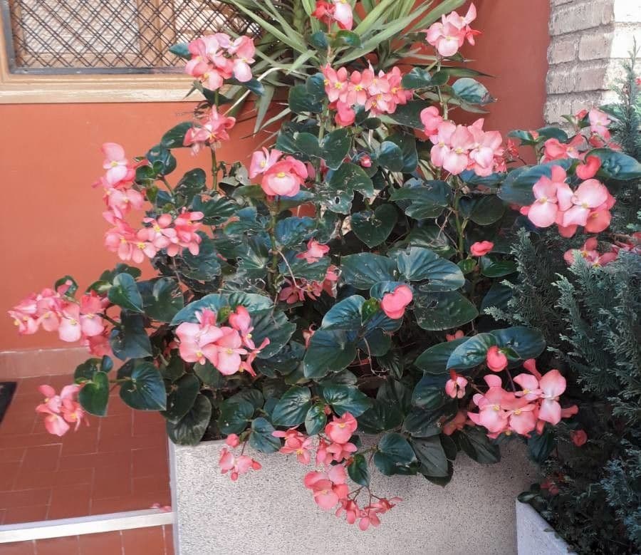 Begonia cucullata 9