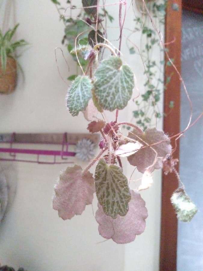 Sassifraga stolonifera 20