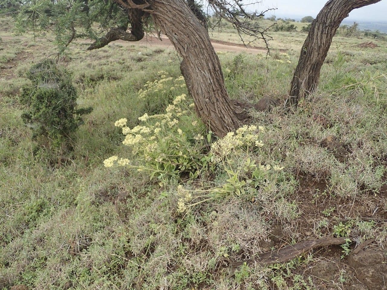 Kalanchoe densiflora 7
