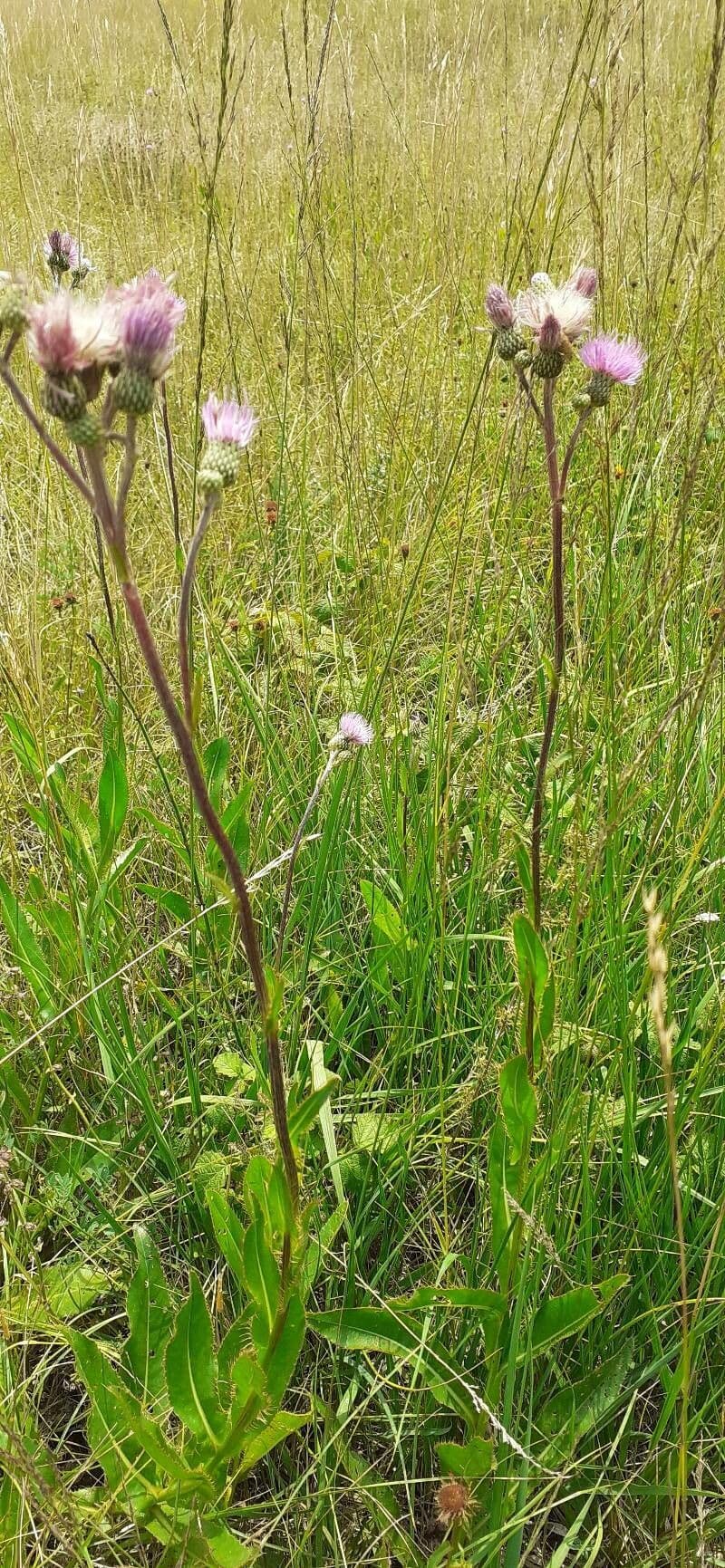 Campuloclinium macrocephalum