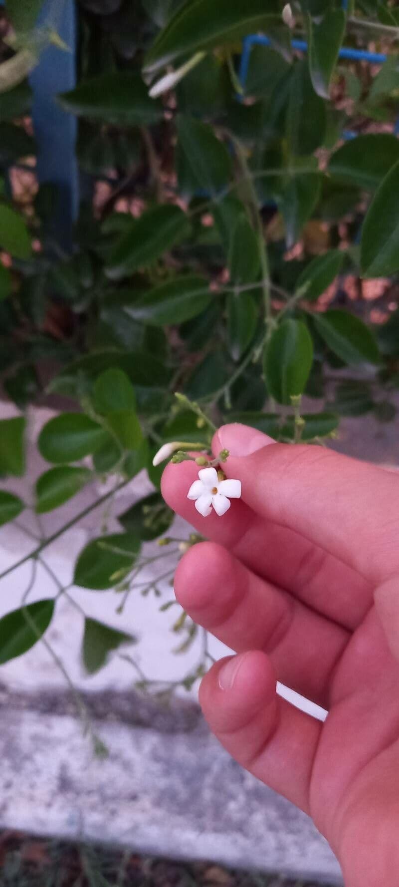 Jasmin 8